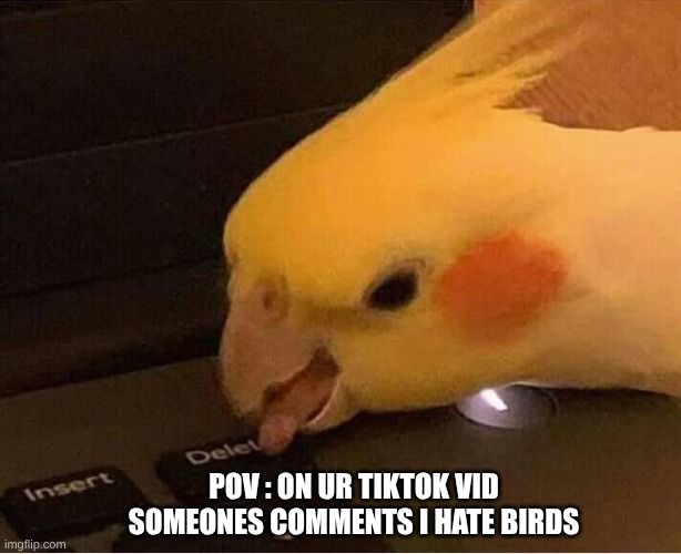 tiktok vid | pov : on ur tiktok vid someones comments i hate birds | image tagged in delete parrot | made w/ Imgflip meme maker