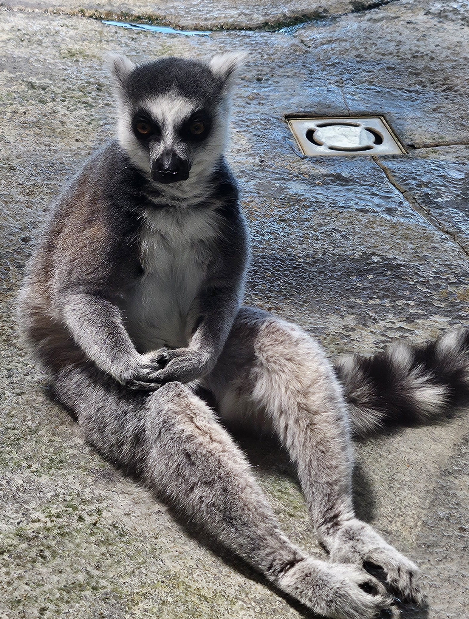 Elegent Lemur Blank Meme Template