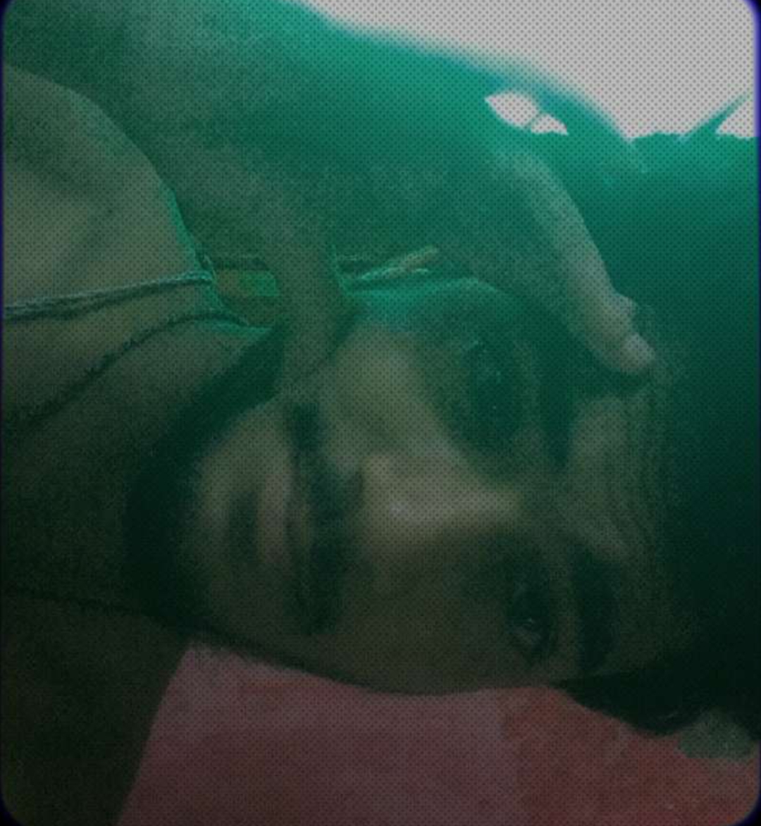 Maa chudi bc Blank Meme Template