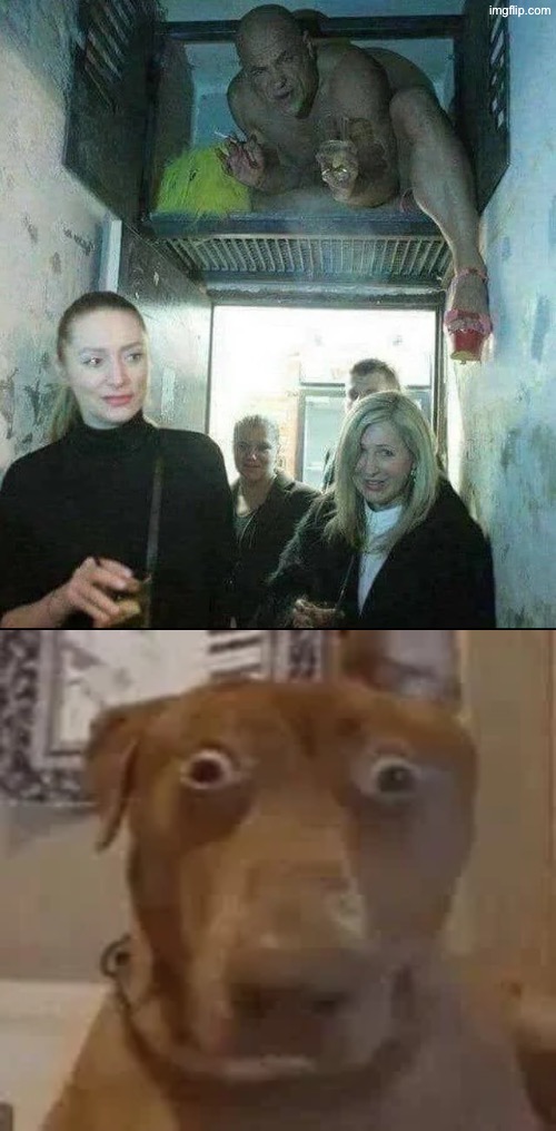 What in the world is going on here | image tagged in cursed images,unsee juice,drink bleach,reactions,facial expressions,dogs | made w/ Imgflip meme maker