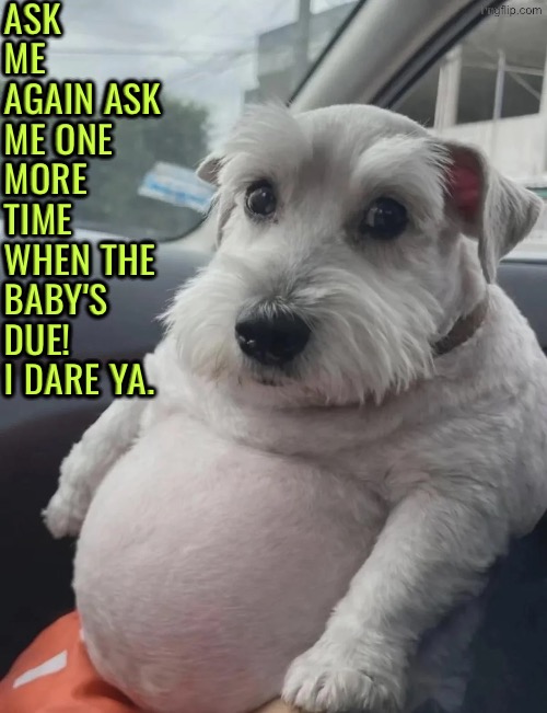 When's The Baby Due | Ask me again ask me one more time when the baby's due! I dare ya. | image tagged in dogs,funny dogs,fat dog,stomach,fat ass,say it one more time | made w/ Imgflip meme maker