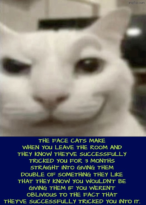 Signature Look Of Superiority: Cat Edition | The face cats make when you leave the room and they know they've successfully tricked you for 3 months straight into giving them double of something they like that they know you wouldn't be giving them if you weren't oblivious to the fact that they've successfully tricked you into it. | image tagged in cats,signature look of superiority,we are intellectually superior in every way,we've been tricked,smug,funny cats | made w/ Imgflip meme maker