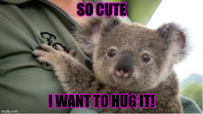 scared baby koala | so cute; I want to hug it! | image tagged in scared baby koala | made w/ Imgflip meme maker