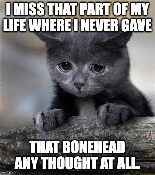 Confession Cat | i miss that part of my
life where i never gave that bonehead any thought at all. | image tagged in confession cat | made w/ Imgflip meme maker