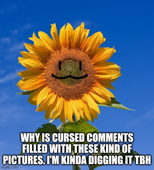 hope this is okay to post | why is cursed comments filled with these kind of pictures. I'm kinda digging it tbh | image tagged in slavic sunflower | made w/ Imgflip meme maker