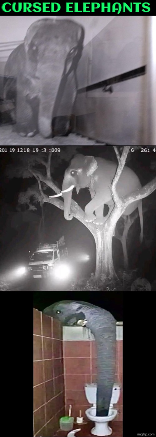 Cursed Elephants | Cursed Elephants | image tagged in cursed images,elephants,unsee juice,dude wtf,toilet,trail cam footage | made w/ Imgflip meme maker