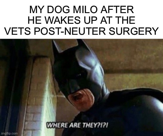 My dog Milo after he wakes up at the vets post-neuter surgery | image tagged in blank white template,batman where are they 12345 | made w/ Imgflip meme maker