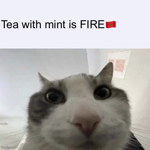 green text cat | Tea with mint is FIRE🇲🇦 | image tagged in green text cat | made w/ Imgflip meme maker