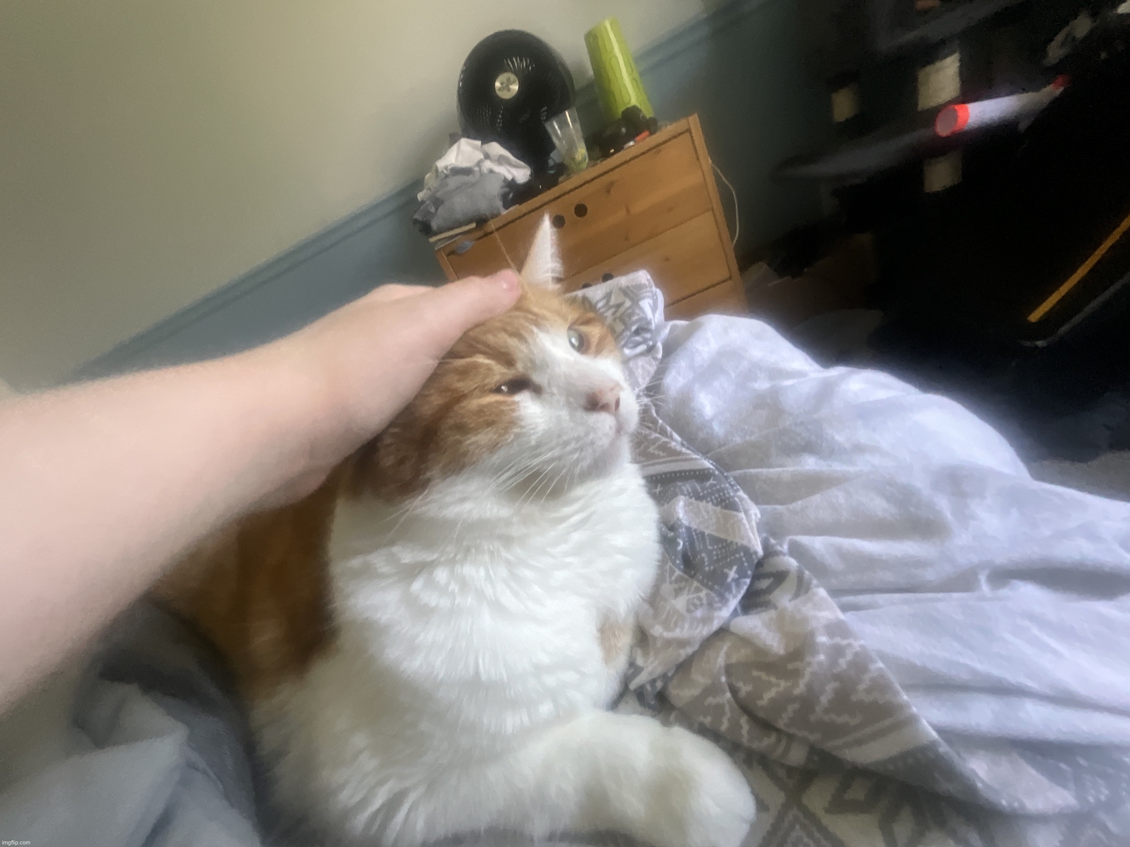 my cat scratchy being pet | image tagged in image jpg | made w/ Imgflip meme maker