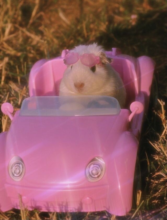 Hamster in car Blank Meme Template
