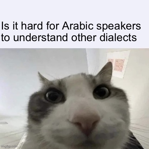 I have trouble understanding Egyptian arabic | Is it hard for Arabic speakers to understand other dialects | image tagged in green text cat | made w/ Imgflip meme maker