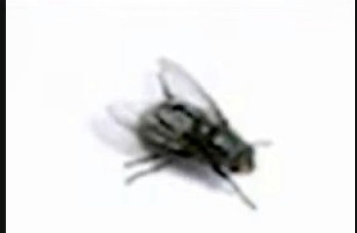 bug <3 Blank Meme Template