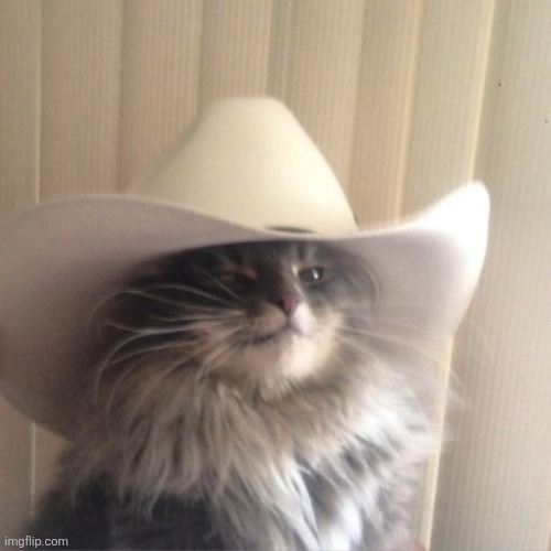 Cat cowboy hat | image tagged in cat cowboy hat | made w/ Imgflip meme maker