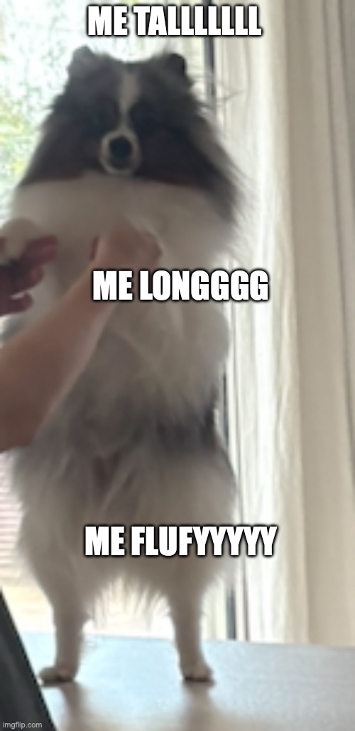 long pom | me talllllll; me longggg; me flufyyyyy | image tagged in 2026-04-28 09 27 24 png | made w/ Imgflip meme maker