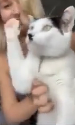 Kitler Blank Meme Template