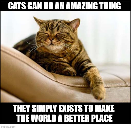 Just Something To Brighten Your Day ! | Cats can do an amazing thing; they simply Exists To Make 
The World A Better Place | image tagged in cats,amazing | made w/ Imgflip meme maker