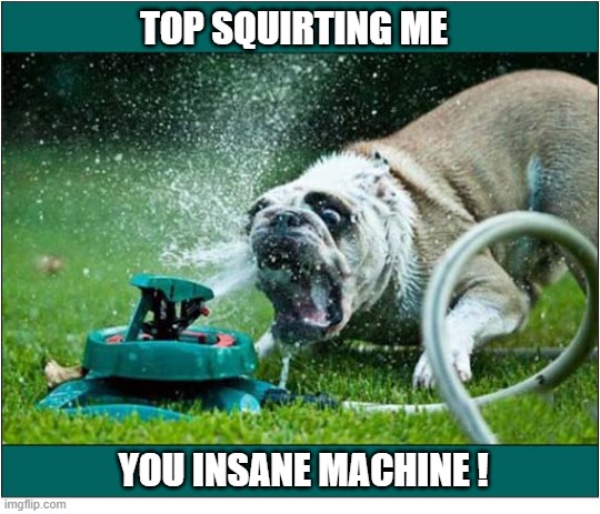This I Must Attack ! | top Squirting Me; You insane machine ! | image tagged in dogs,hose,squirt,attack | made w/ Imgflip meme maker