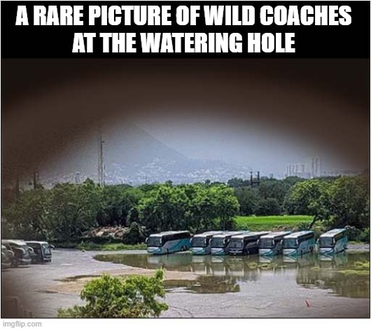 Caught On Camera ... | a rare picture of wild coaches
at the watering hole | image tagged in rare,picture,coaches | made w/ Imgflip meme maker