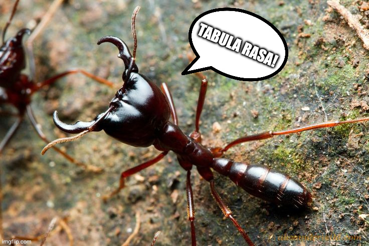 Tabula Rasa! | image tagged in 00585dcde5cb709f783e783ea73b9cd7--siafu-ants-fire-ants-232797117 | made w/ Imgflip meme maker