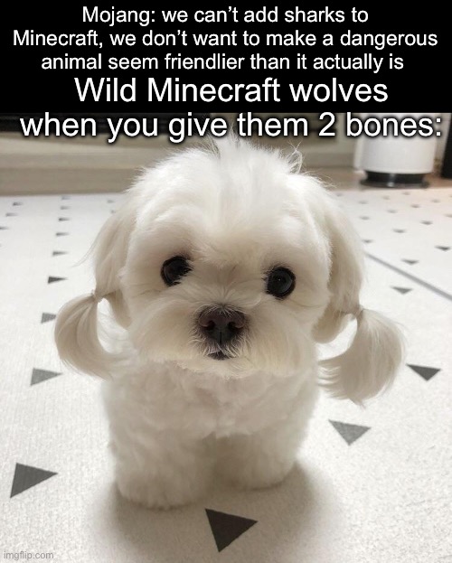 Real | Mojang: we can’t add sharks to Minecraft, we don’t want to make a dangerous animal seem friendlier than it actually is; Wild Minecraft wolves when you give them 2 bones: | image tagged in cute dog,minecraft | made w/ Imgflip meme maker