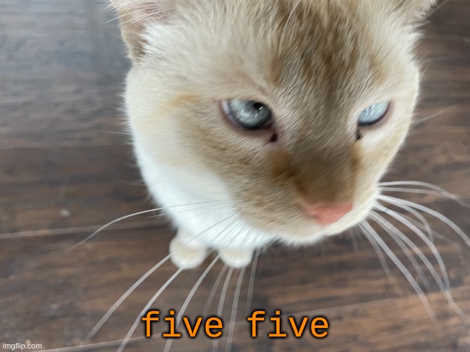 Cheze's Cat | five five | image tagged in cheze's cat | made w/ Imgflip meme maker