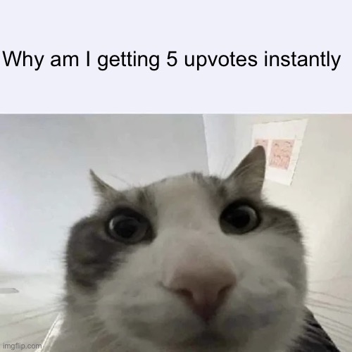 green text cat | Why am I getting 5 upvotes instantly | image tagged in green text cat | made w/ Imgflip meme maker