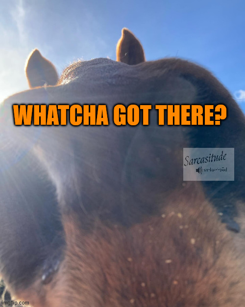 Whatcha Got There | Whatcha Got There? | image tagged in horse nose jpg,remix,horse | made w/ Imgflip meme maker