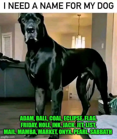 Funny | Adam, ball, coal, eclipse, flag, friday, hole, ink, jack, jet, list, mail, mamba, market, onyx, pearl, sabbath | image tagged in funny,name,dog,unique,relevant,serious | made w/ Imgflip meme maker