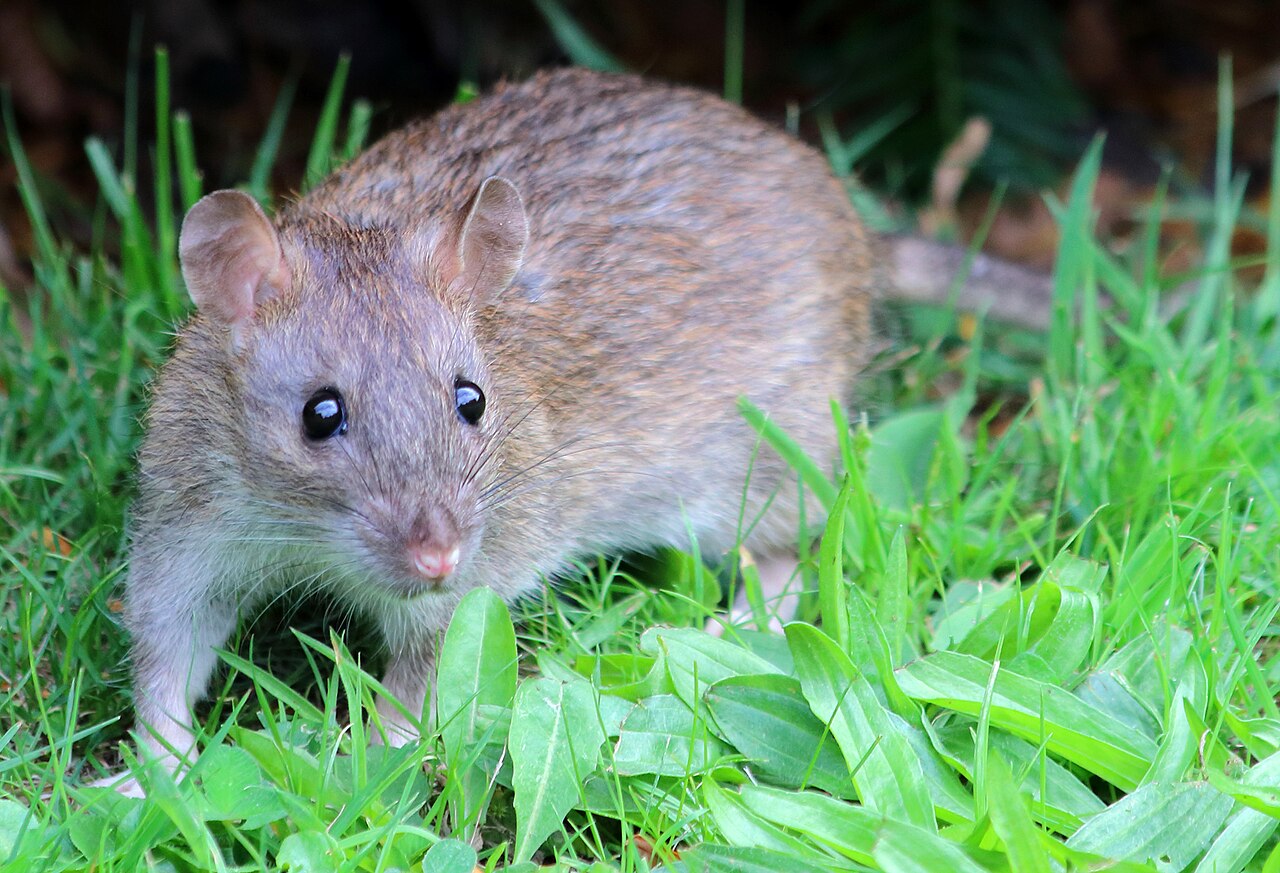 High Quality Rat Blank Meme Template