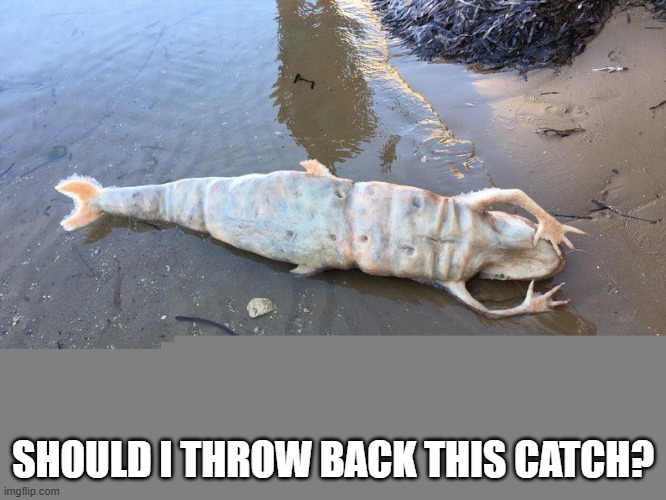 Throw It Back? | should I throw back this catch? | image tagged in cursed image | made w/ Imgflip meme maker