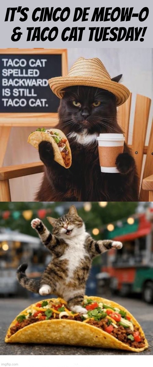 One of a cat’s favorite holidays | It’s Cinco de meow-o 
& taco cat Tuesday! | image tagged in cats,cinco de mayo,taco tuesday,taco cat,backwards,celebrate | made w/ Imgflip meme maker