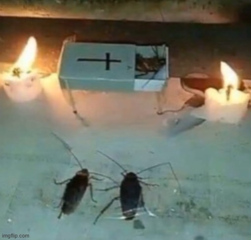 that's enough Redit for the night... | image tagged in cursed image,cockroach,rip,redit | made w/ Imgflip meme maker