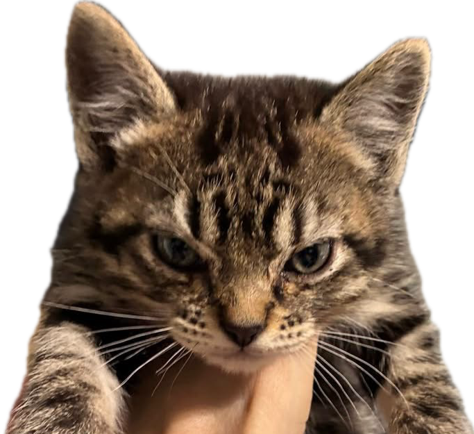 Angry kitten Blank Meme Template