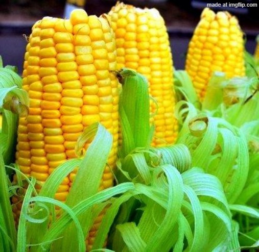 CORN meme | image tagged in corn meme | made w/ Imgflip meme maker