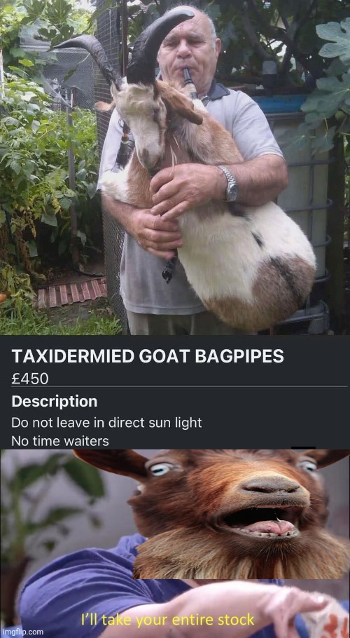 Piper at the Goats of Dawn | image tagged in goat,bagpipes,ill take your entire stock,must have,instruments | made w/ Imgflip meme maker