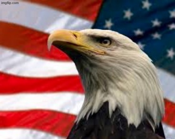 image tagged in murica patriotic eagle | made w/ Imgflip meme maker