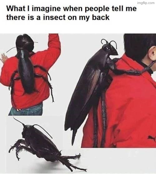 Yeah that looks about right | image tagged in funny memes,insects,yuck,nightmare fuel,imagine,relatable memes | made w/ Imgflip meme maker