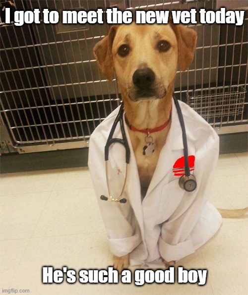 Good Boy Vet | I got to meet the new vet today; He's such a good boy | image tagged in dog,vet,cute,good boy | made w/ Imgflip meme maker