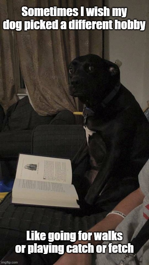 Dog Hobby | Sometimes I wish my dog picked a different hobby; Like going for walks or playing catch or fetch | image tagged in dog,reading,hobbies,fun | made w/ Imgflip meme maker
