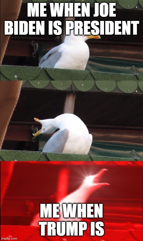 Screaming bird | me when joe biden is president; me when trump is | image tagged in screaming bird | made w/ Imgflip meme maker