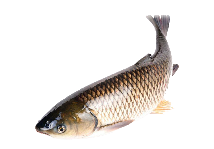 fish picture Blank Meme Template