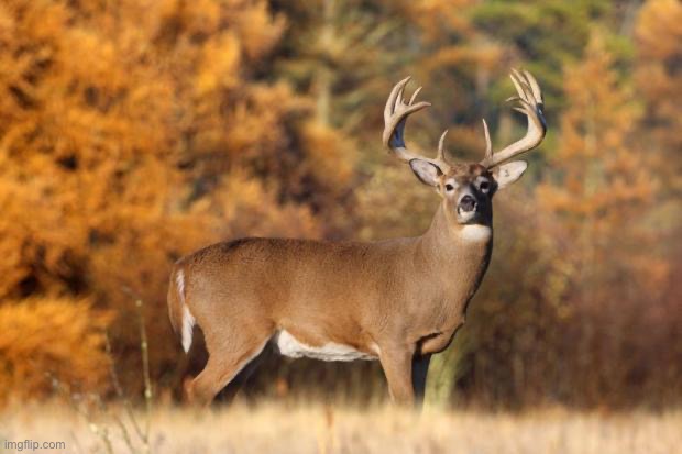 whitetail deer | image tagged in whitetail deer | made w/ Imgflip meme maker
