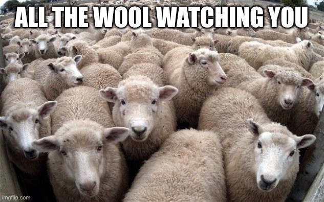 sheeple | All the wool watching you | image tagged in sheeple | made w/ Imgflip meme maker