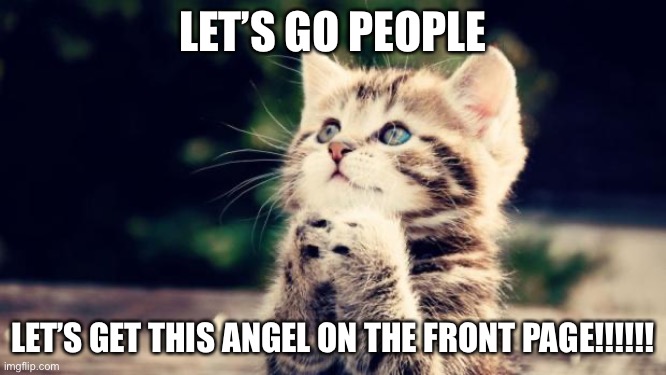 UPVOTE THE CUTE KITTEN GOSH DANG IT | Let’s go people; Let’s get this angel on the front page!!!!!! | image tagged in cute kitten,adorable,upvote,upvote begging,front page plz,cute cat | made w/ Imgflip meme maker