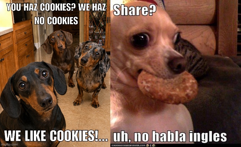 You Haz A Cookie | image tagged in funny dogs | made w/ Imgflip meme maker