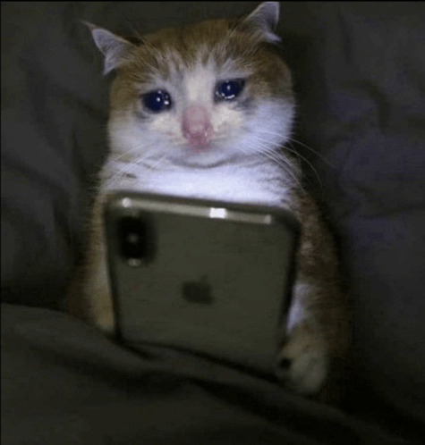 Sad Cat Blank Meme Template