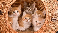 CATSSS | image tagged in gifs,cats,cute,oh wow are you actually reading these tags | made w/ Imgflip images-to-gif maker