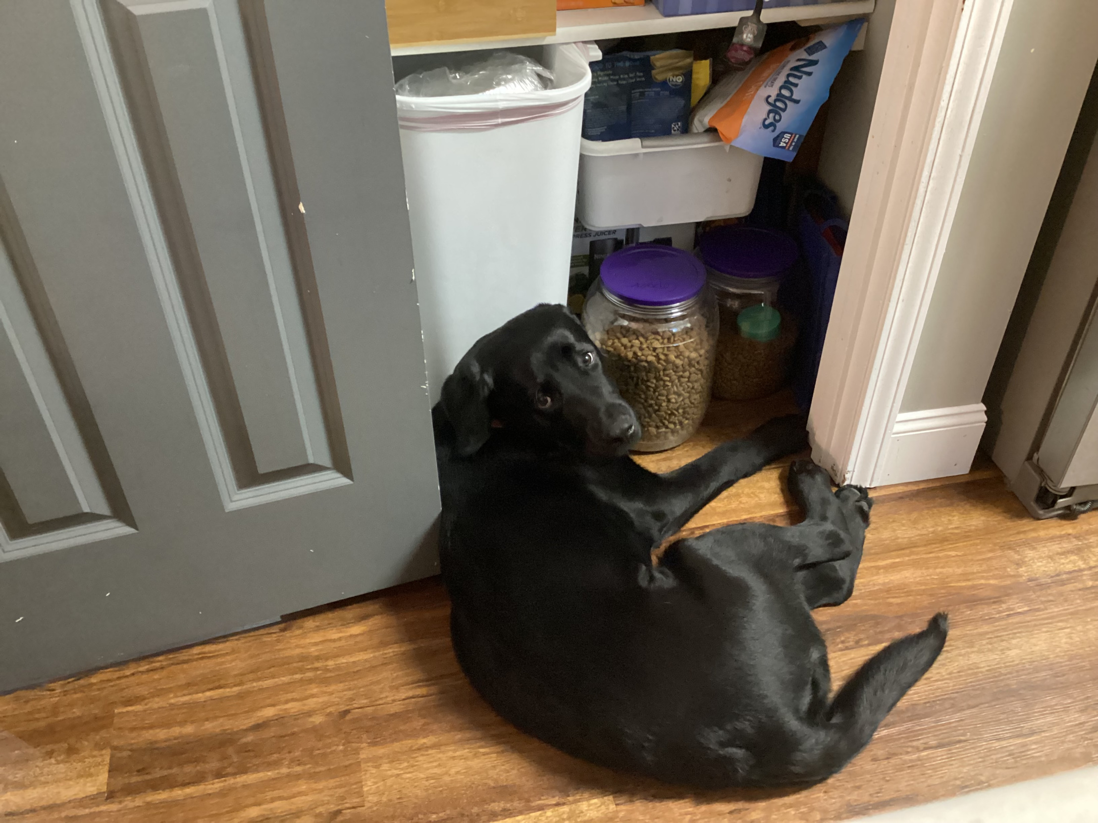 Pleading dog Blank Meme Template