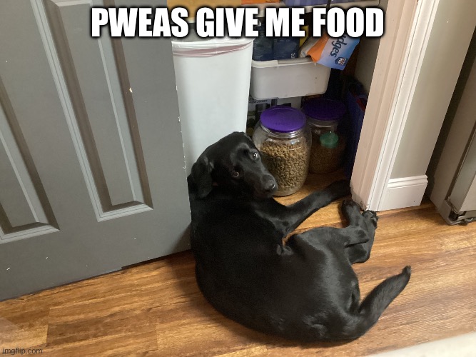 Pleading dog | Pweas give me food | image tagged in pleading dog | made w/ Imgflip meme maker