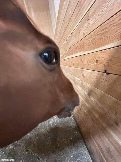 Side eye horse | image tagged in side eye horse | made w/ Imgflip meme maker